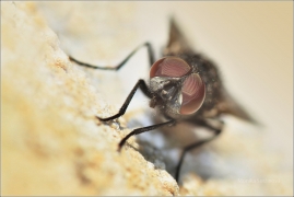 <p>MOUCHA DOMÁCÍ (Musca domestica)</p>